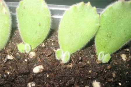 熊童子怎么叶插