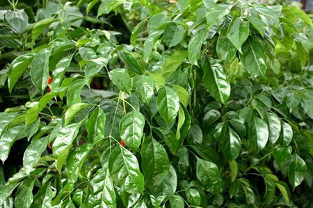 幸福树有什么作用