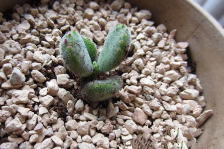 刚买的熊童子怎么养