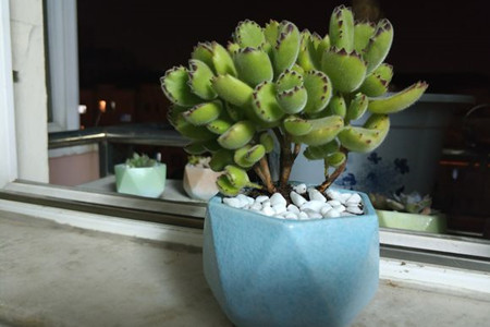 刚买的熊童子怎么养