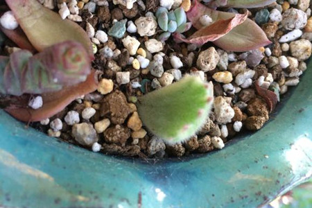 熊童子怎么叶插