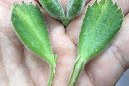 熊童子怎么叶插