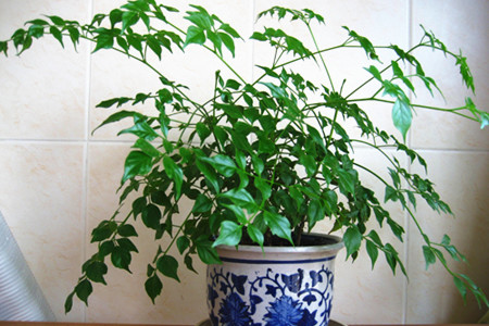 幸福树有毒吗,不但无毒还有益处!