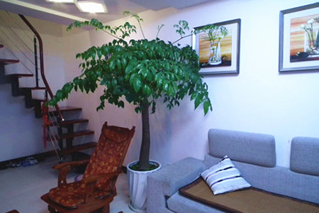 幸福树有毒吗,不但无毒还有益处!