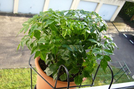 幸福树有毒吗,不但无毒还有益处!