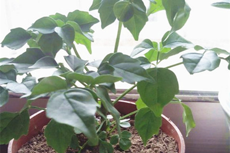 幸福树有毒吗,不但无毒还有益处!