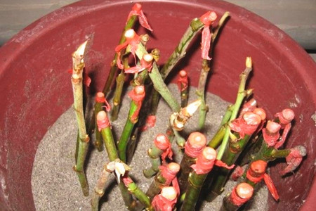 幸福树怎么繁殖