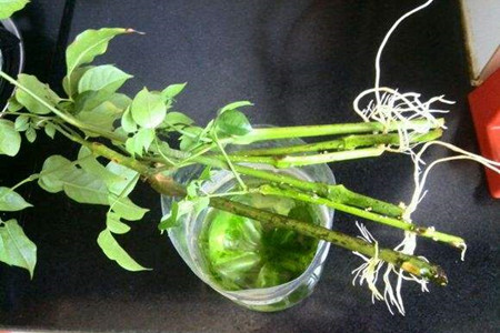 幸福树怎么繁殖