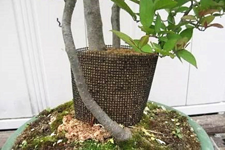 幸福树怎么繁殖