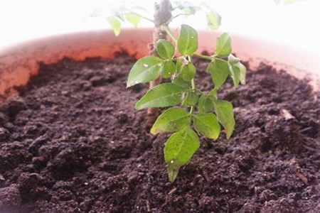 幸福树怎么繁殖