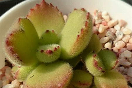 熊童子怎么养出红爪子