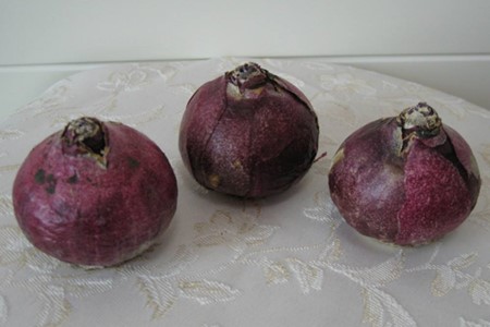 风信子花后怎么处理