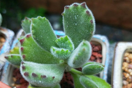 熊童子叶子脏了解决办法