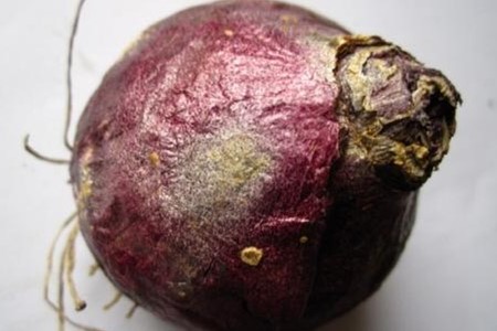 风信子花后怎么处理