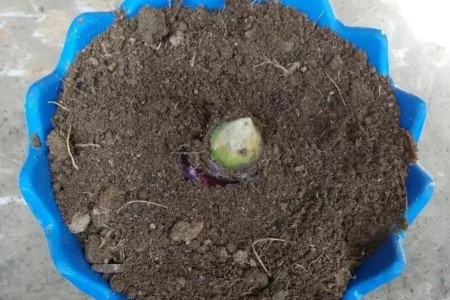 风信子花后怎么处理