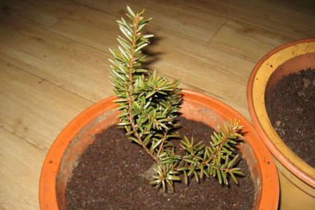 红豆杉怎么样育苗