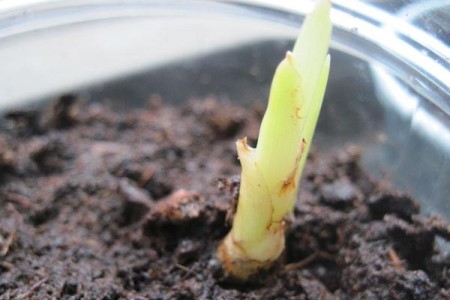 风信子花后怎么处理