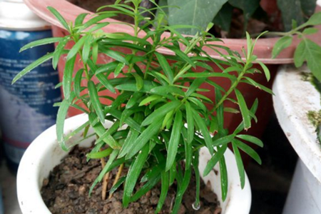 红豆杉怎么样育苗