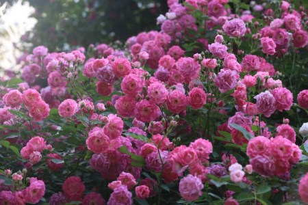 蔷薇1年开几次花