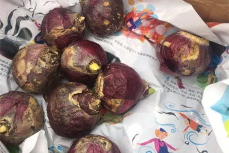 风信子种球怎么保存