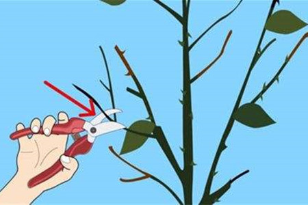 蔷薇1年开几次花