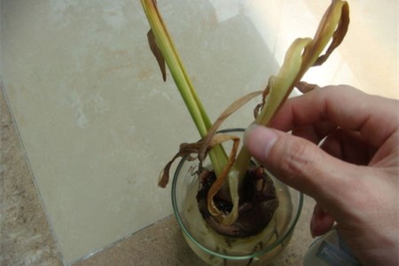 风信子种球怎么保存