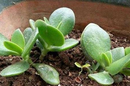 燕子掌怎么样扦插