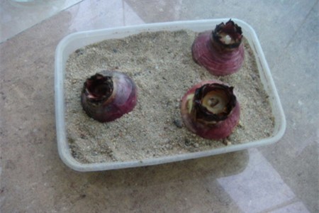 风信子种球怎么保存