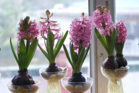 风信子怎么水培