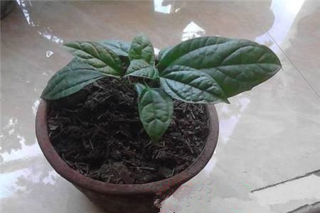 龙吐珠怎么样扦插