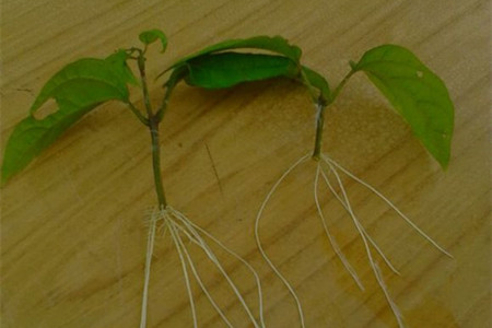 龙吐珠怎么样扦插