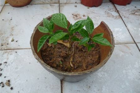 龙吐珠怎么样扦插