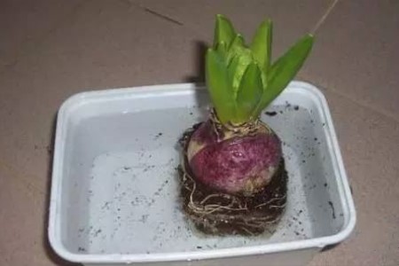 土培风信子怎么改水培