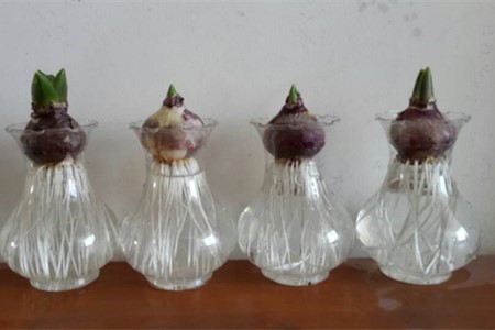 土培风信子怎么改水培