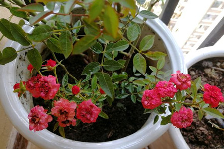 蔷薇花适合盆栽吗