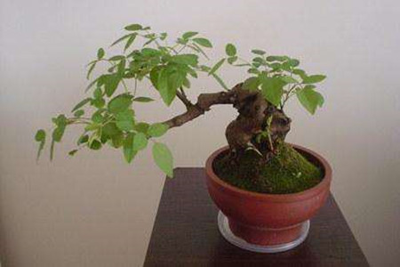 蔷薇花适合盆栽吗