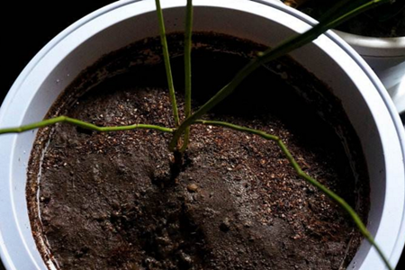 蔷薇花适合盆栽吗