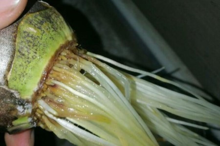 土培风信子怎么改水培