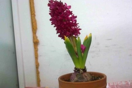 风信子黄叶解决办法