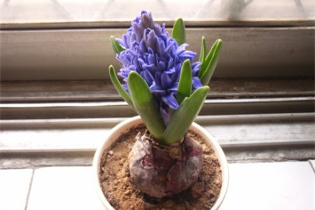 风信子黄叶解决办法