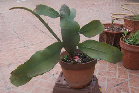 昙花怎么样施肥