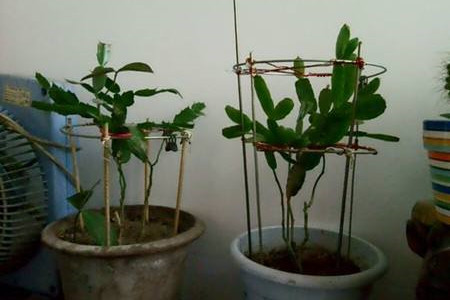 昙花怎么样施肥