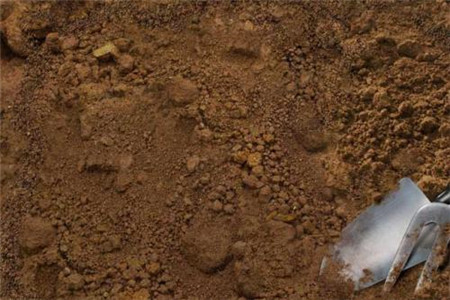 风信子黄叶解决办法