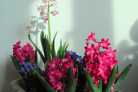 风信子黄叶解决办法