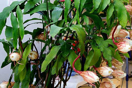 昙花怎么样施肥