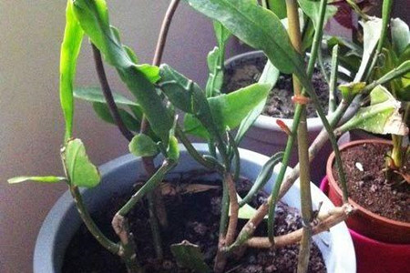 昙花怎么样施肥