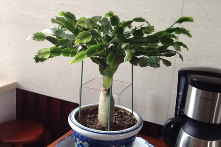 昙花怎么样施肥