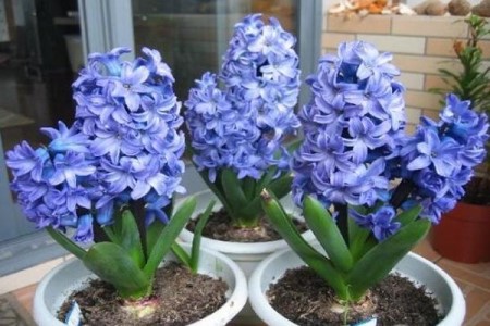 风信子怎么样养护