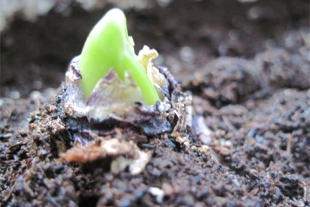 风信子怎么样养护