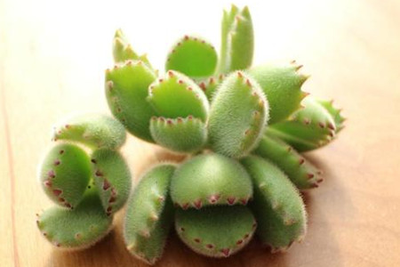 熊童子怎么修剪